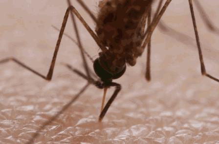 蚊子一关灯就出来开灯就找不到,开灯蚊子就跑关灯蚊子就过来