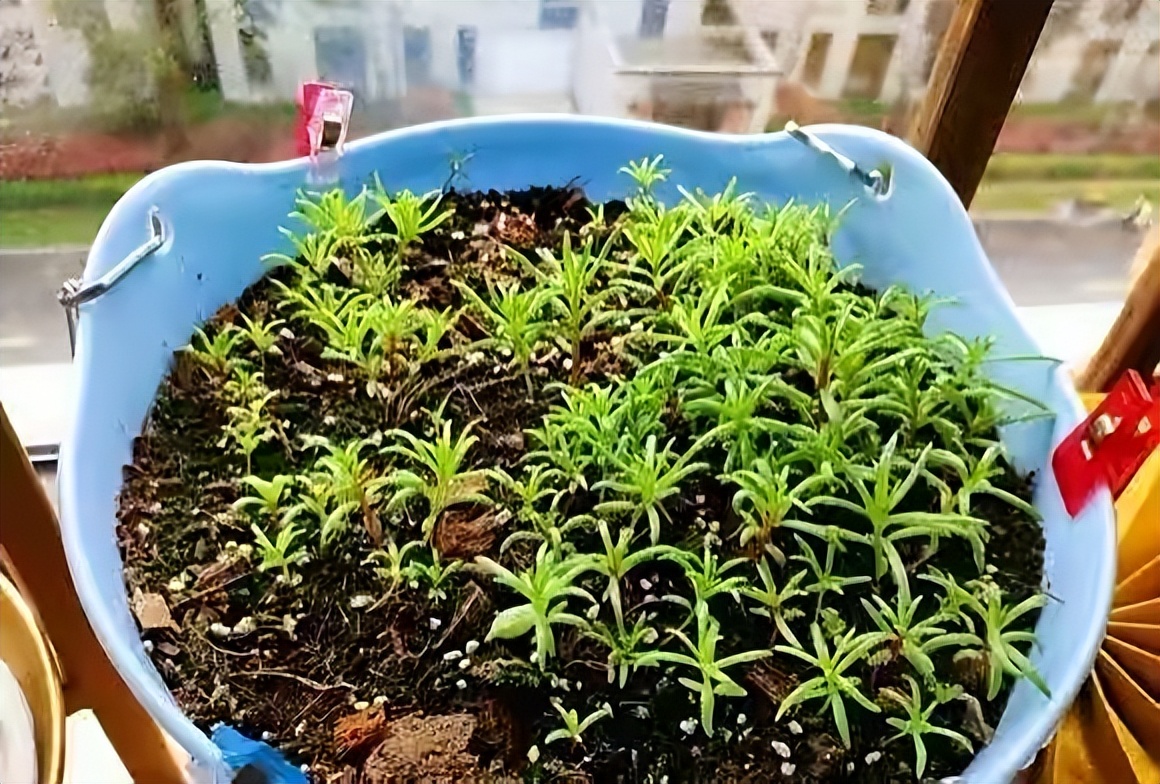 专为懒人养的5种花开花不断,4种不用花钱买的盆栽