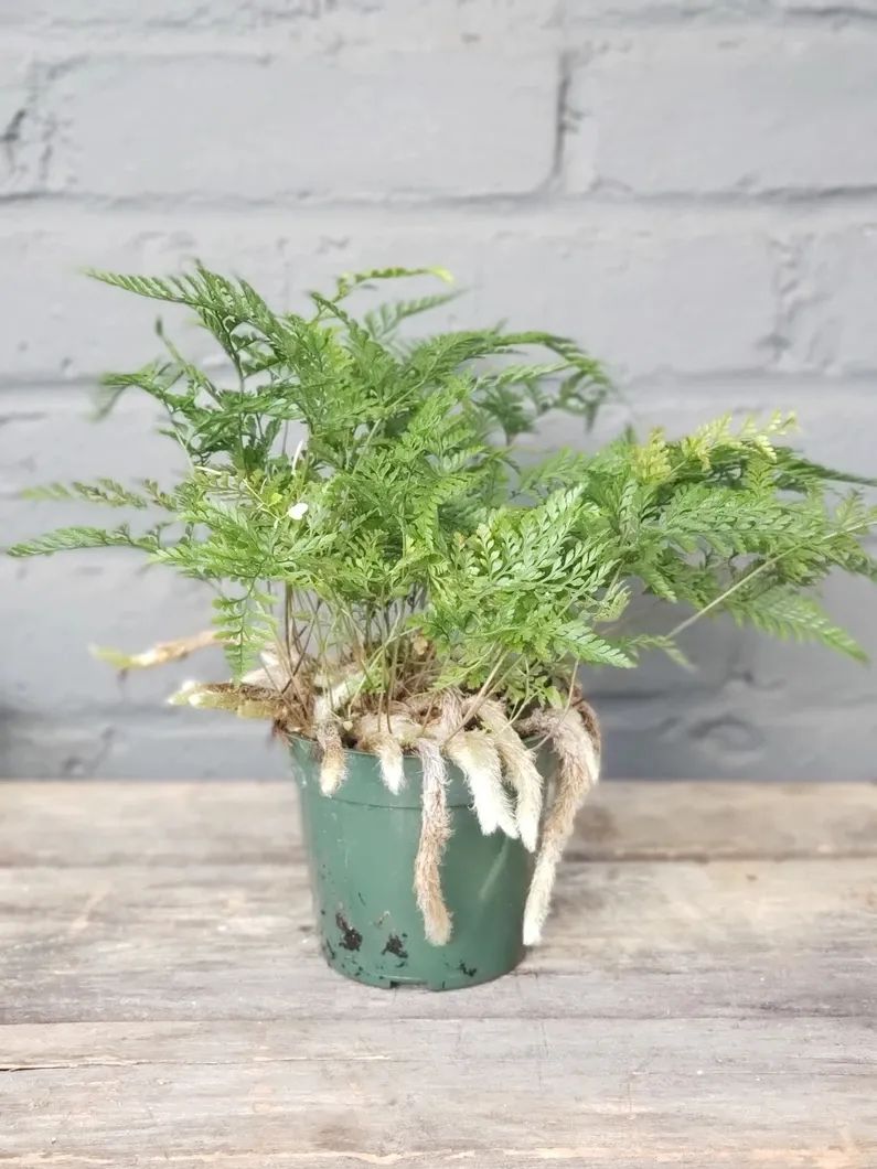 适合家中养的绿植大盆栽耐干旱,最好养的客厅绿植大盆栽