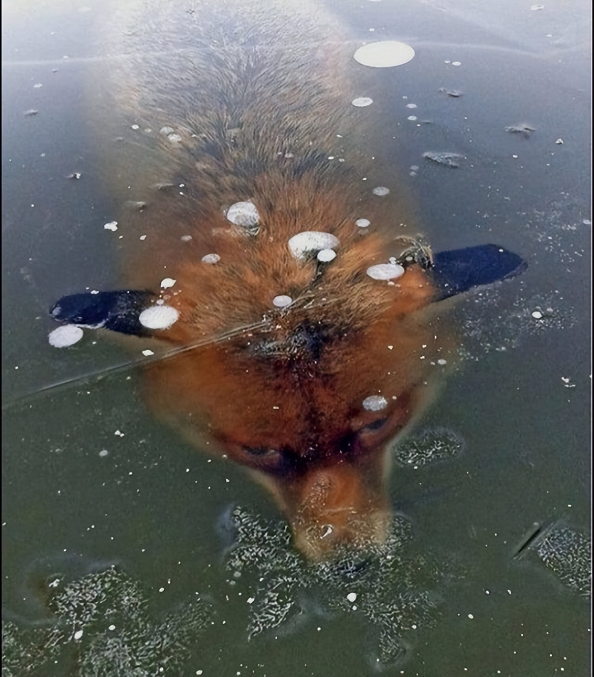 26张离奇动物照片：克苏鲁大人在沙滩爬行，货轮撞翻鲸鱼