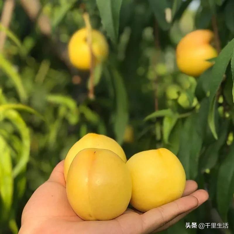 现摘正宗山东蒙阴脆甜黄油桃,山东蒙阴蜜桃之乡的桃子上市啦