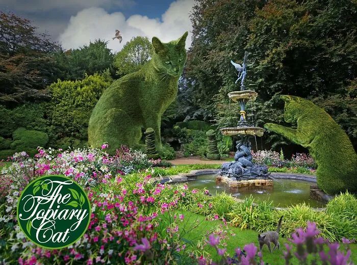 养猫的呼噜声音 (养猫呼噜的声音)