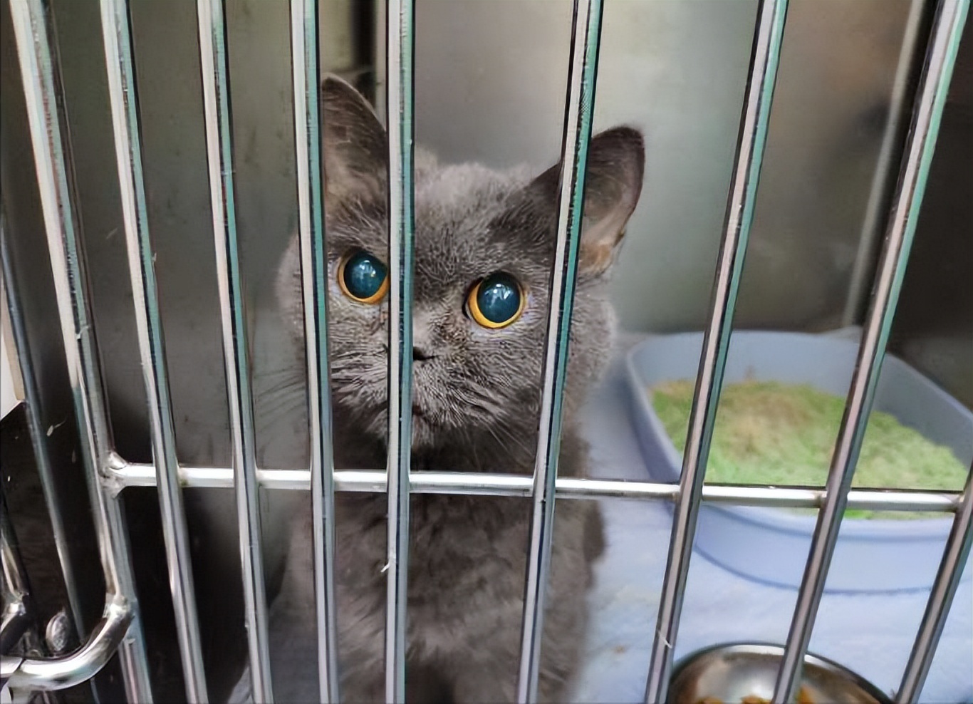 养蓝猫的十大忠告,详细介绍下养蓝猫的四大危害