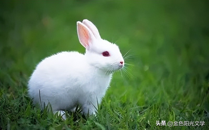 可爱的小仓鼠可爱的小熊,可爱的小仓鼠和小乌龟