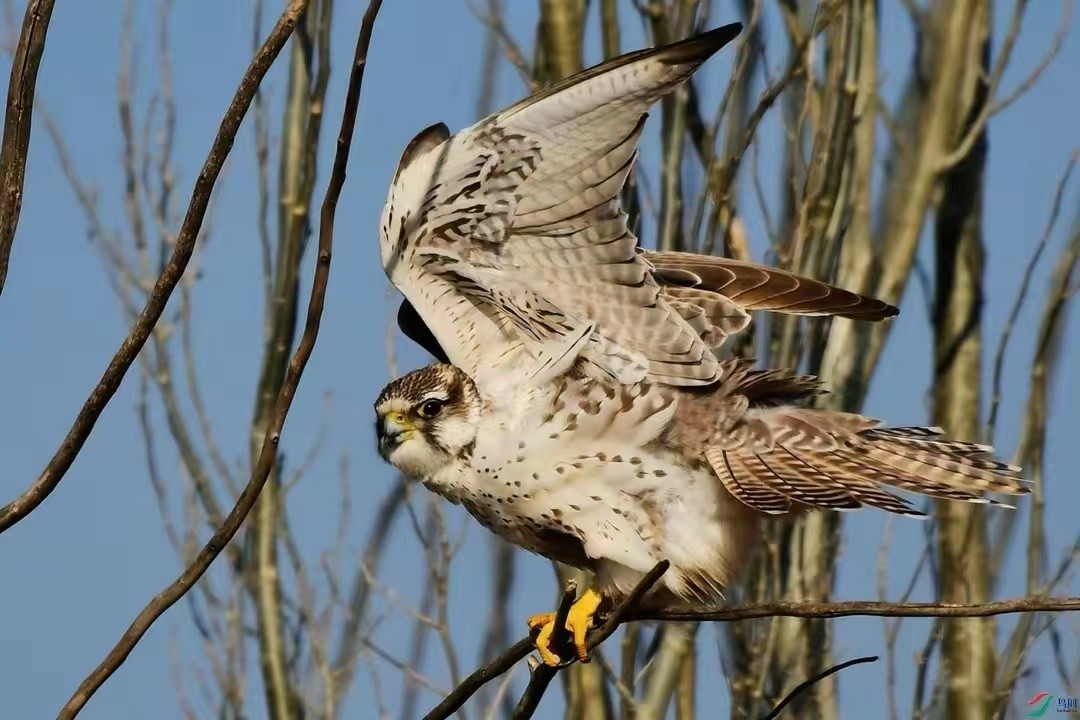 世界最奢侈的宠物狗,迪拜土豪的宠物鹰猎