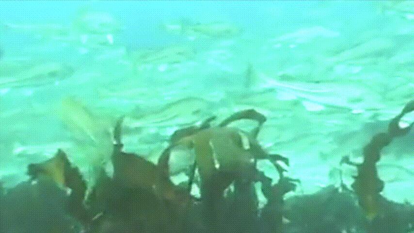 为什么买的鳕鱼段都是粘液,为什么买的鳕鱼那么多水