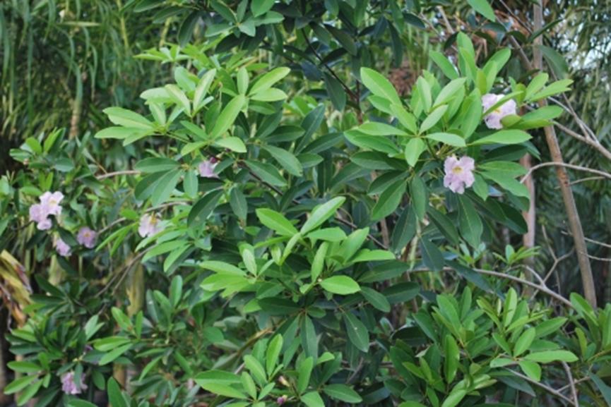 迪拜适合养什么植物,迪拜常见花草