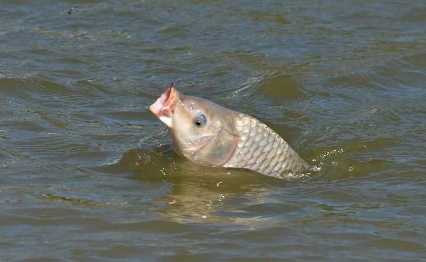 钓鱼抓口十大漂相技巧,钓鱼如何抓浮漂技巧图解
