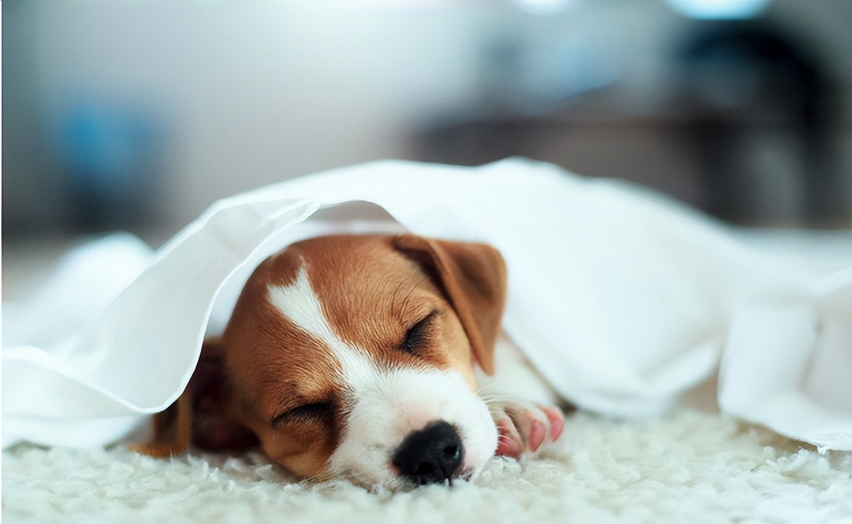 床上螨虫怕的不是“暴晒”？教你卧室放点“它”，螨虫消失了