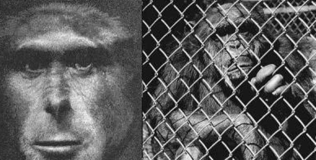 残忍幼猴实验,残忍的幼猴实验被叫停