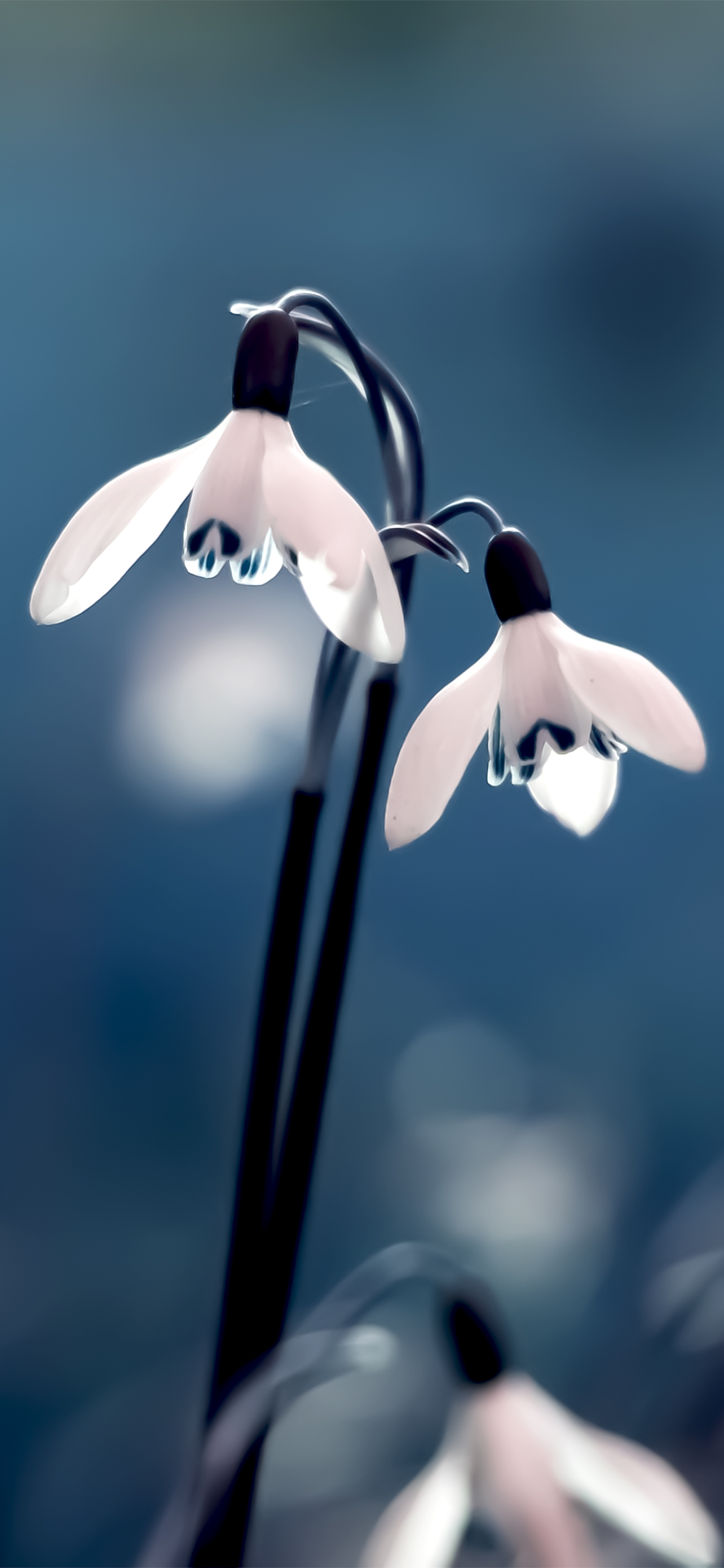 超清黑色花朵全面屏手机壁纸,苹果ios壁纸超清4k全面屏