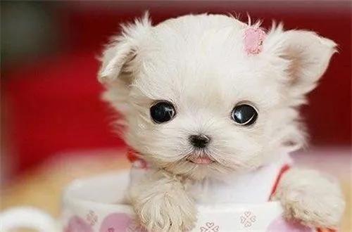 养茶杯犬如何才养不死,茶杯犬好养吗寿命长吗