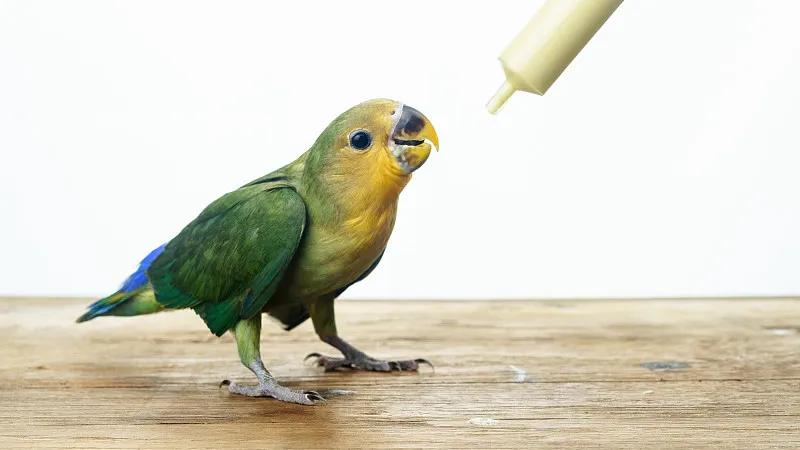 素食宠物食品,素食宠物零食有哪些品种