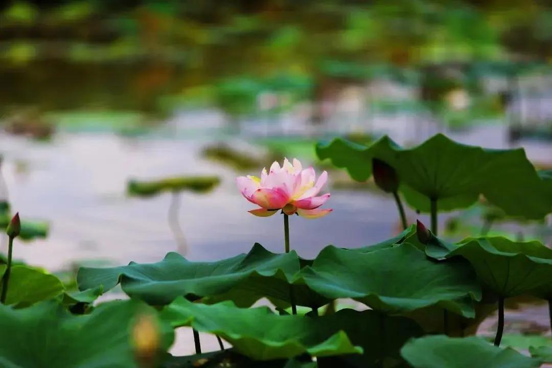韶关翁源冷泉滩旅游攻略,去韶关丹霞山旅游攻略一日游