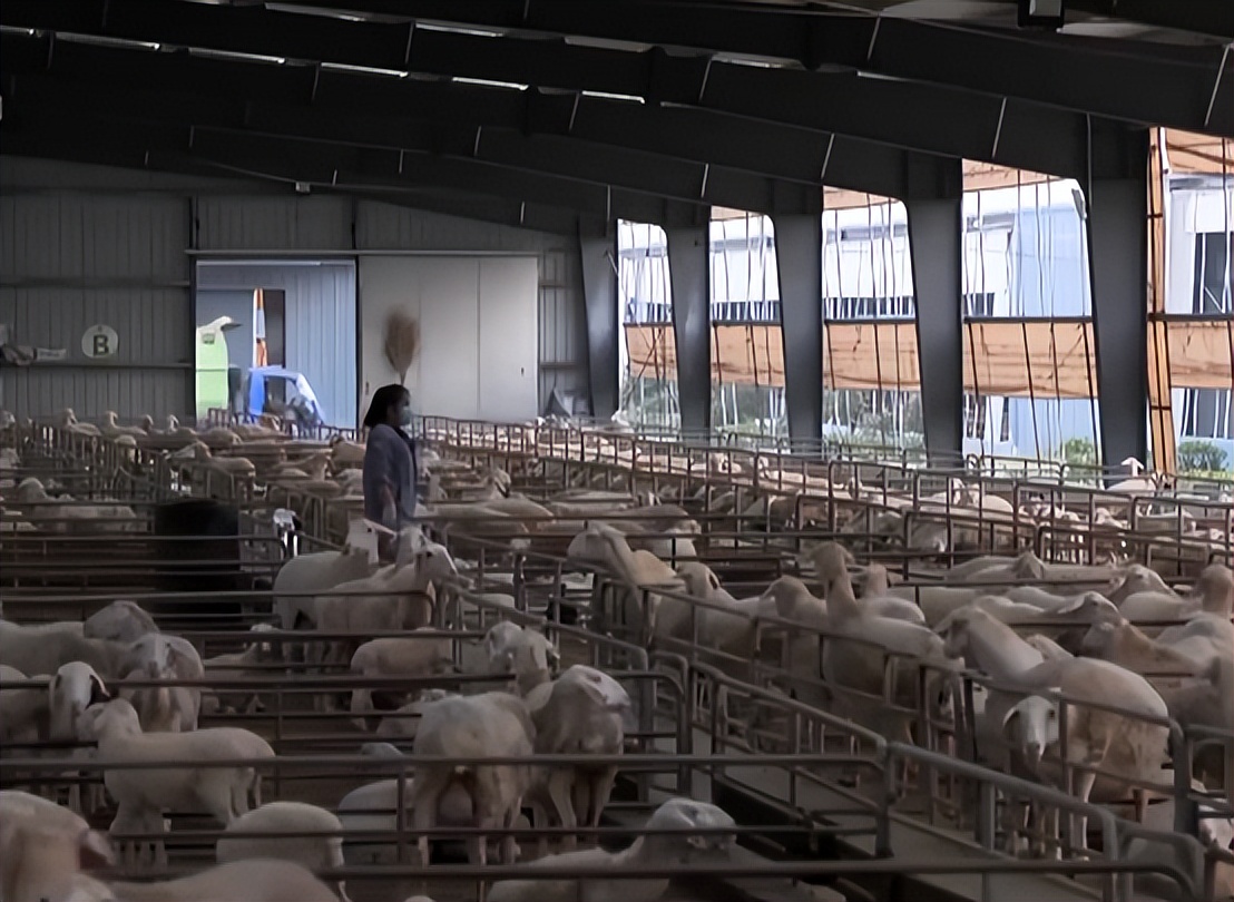 养殖羊的成功案例,大量养羊成功案例