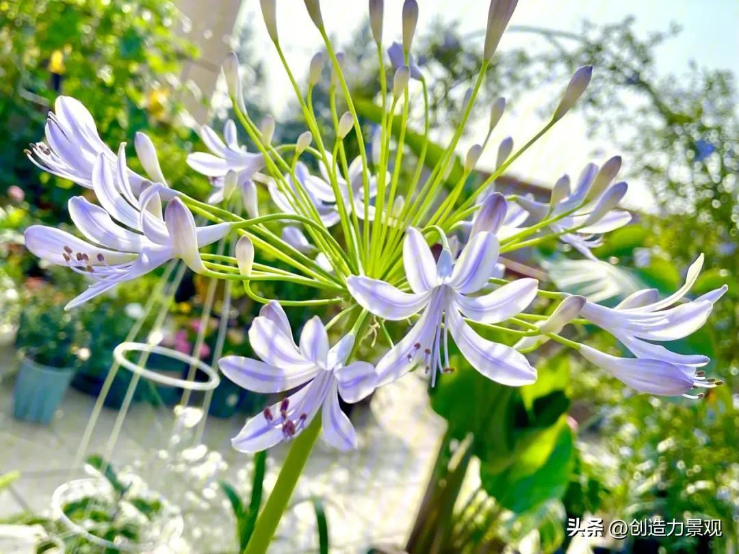 夏季好养的花卉有哪些,夏季的常见花卉有哪些