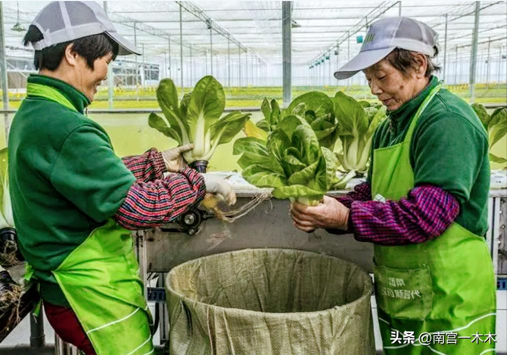 日本人租山东1500亩地赚钱了吗,日本人在山东租地1500亩闲置5年