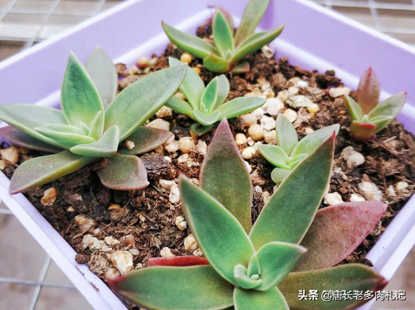 多肉小苗如何快速养大,怎么把多肉小苗养得粗壮