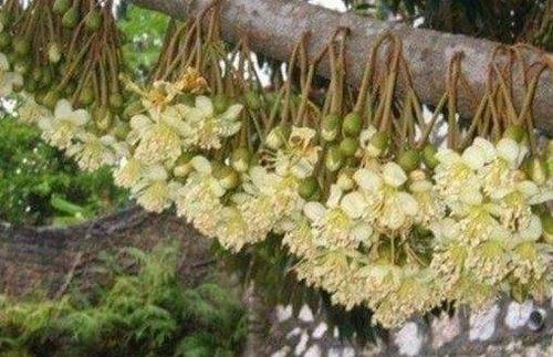 榴莲果树几年结果,榴莲是什么植物的果实