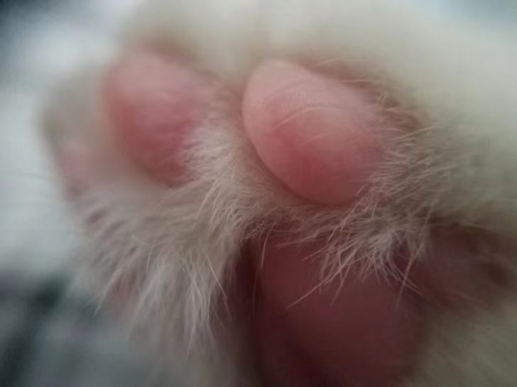 21张罕见照片让人眼界大开,26张令人惊叹的罕见图