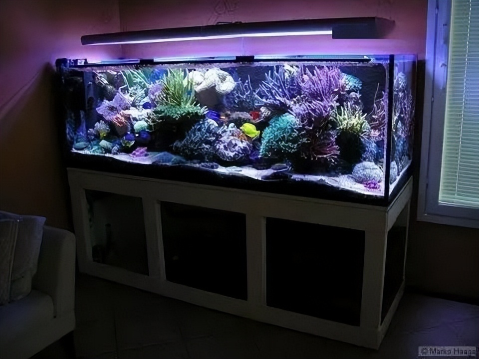 海水珊瑚缸鹦鹉螺,海水缸珊瑚视频大全