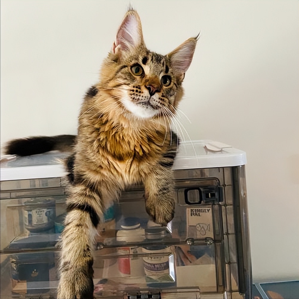 哪10种猫咪既便宜又好养排行榜,新手不建议养的猫咪有哪些