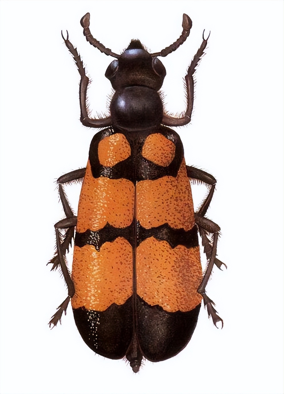 中世纪黑暗医疗脑洞大开，放血只是常规，哪里是看病分明是玩命！