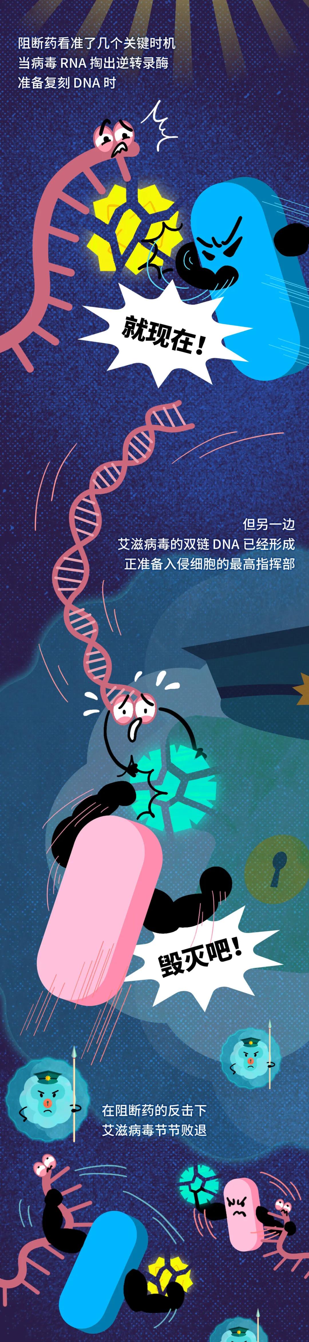 艾滋病毒入侵免疫系统的过程,艾滋病毒侵入大脑后能活多久