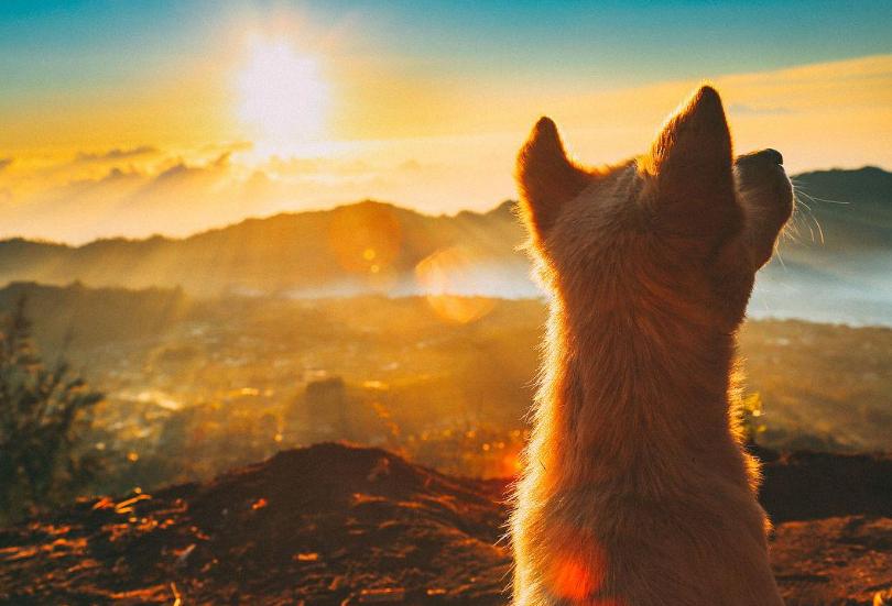 狗狗日常喂养小知识大公开,饲养狗狗的必备知识和技能