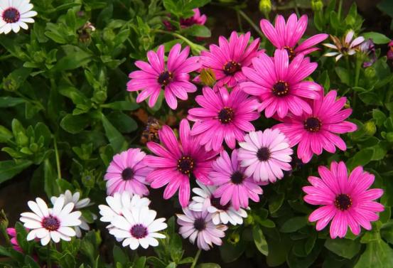 百花种类大全,百花的种类有哪些