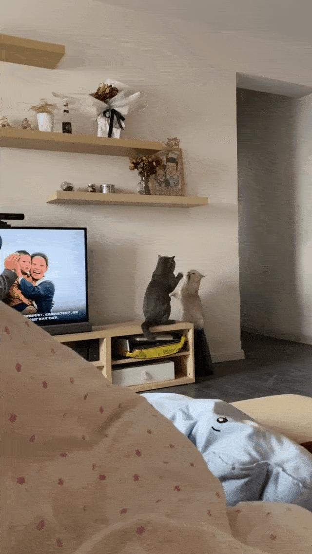 两个猫掐架怎么办,和铲屎官打架的猫咪