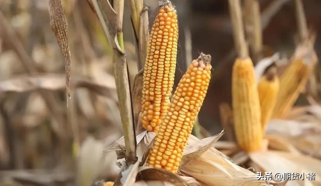 玉米涨价利空,玉米需求最新行情