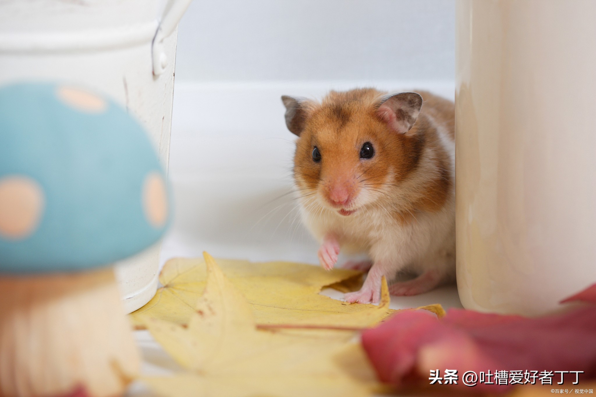 新手养仓鼠推荐什么品种,新手养仓鼠要注意什么