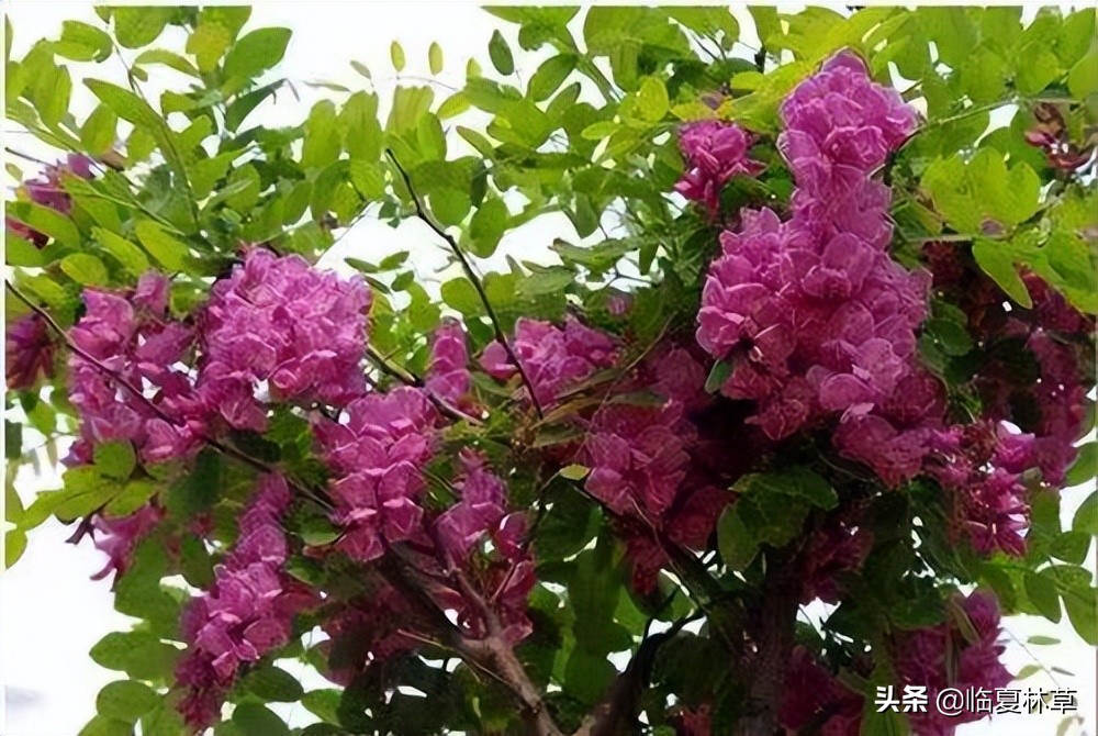 【临夏林草文化】科普篇‖千树万树槐花开，浮香一路到天涯