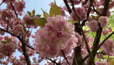 内地家长让在香港的孩子上学,许多家长让孩子选择海外求学
