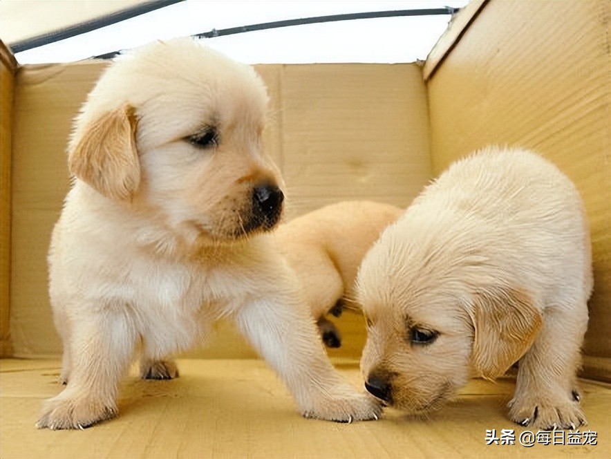 母狗一定要做绝育吗,母狗到底要不要绝育呢