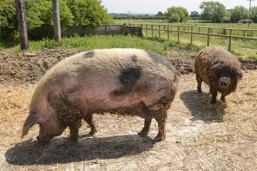 西西里尼罗猪的全基因组群体在意大利和世界性品种的框架