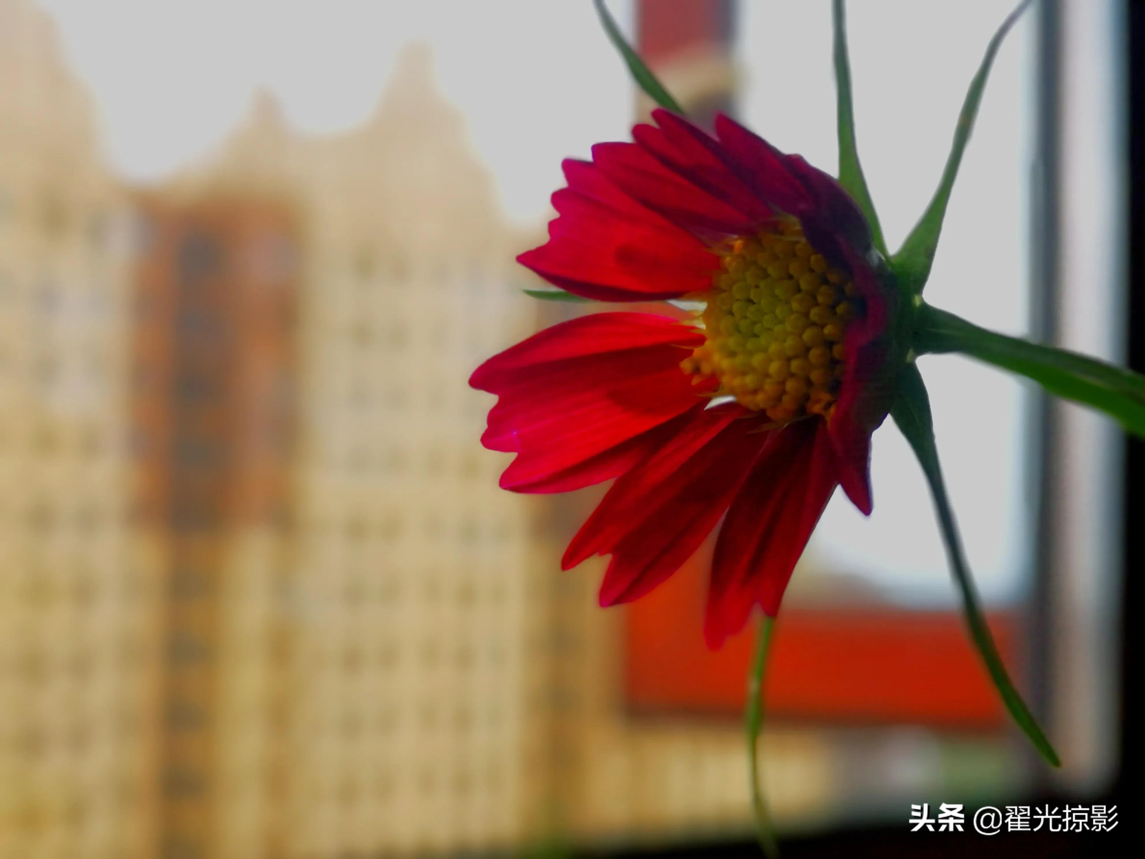 波斯菊坚强,波斯菊的秘密