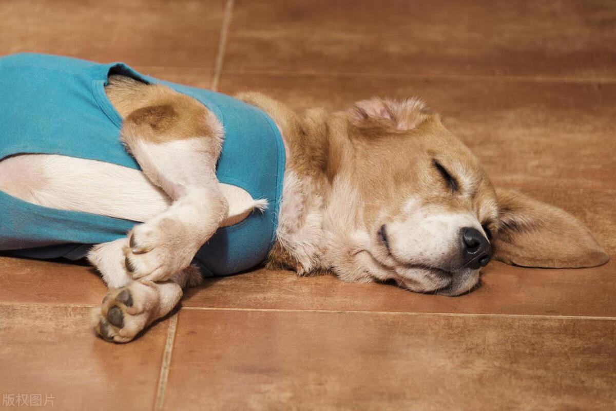 狗狗提示主人得癌症,狗狗肿瘤恶变是什么意思