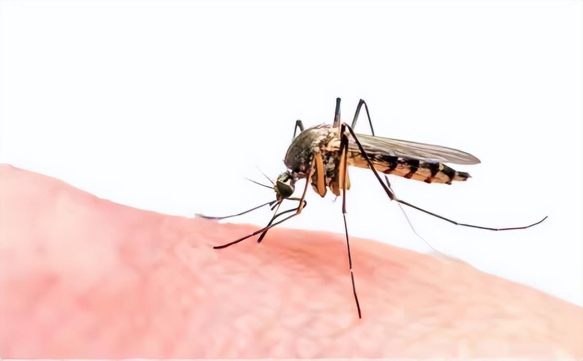 秋季皮肤痒起丘疹,皮肤瘙痒起小红疙瘩警惕4种疾病