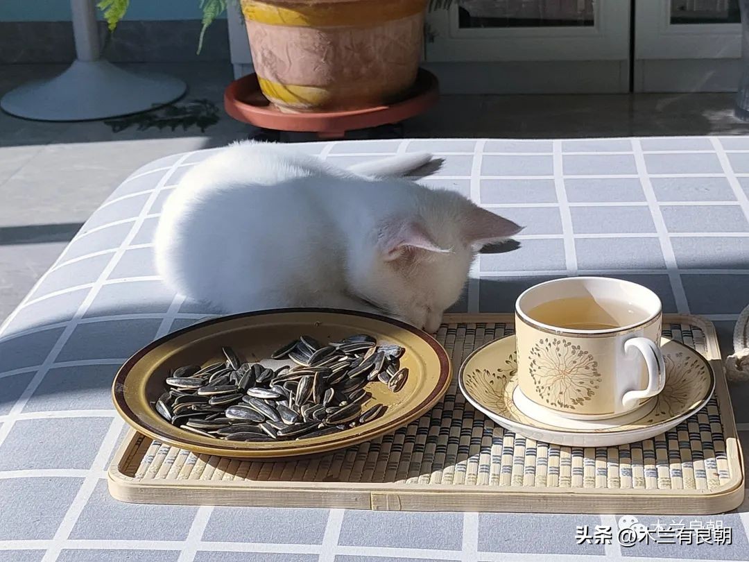 这回这妖精是真的要拆家了