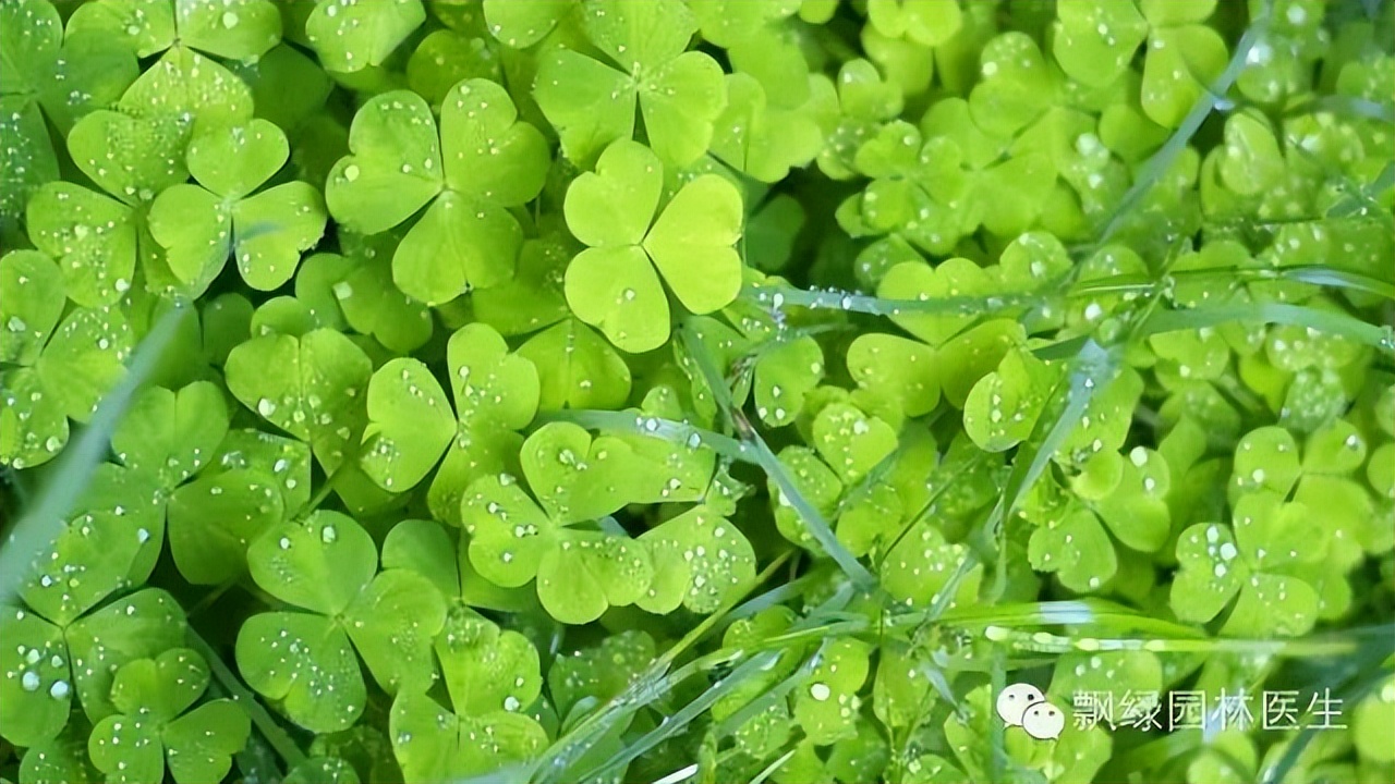 草坪杂草的防除方法,草坪杂草的物理防除