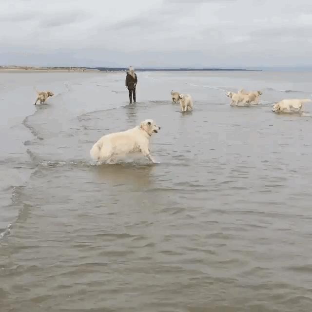 治疗狗狗寄生虫超长版,狗狗有寄生虫怎么治疗