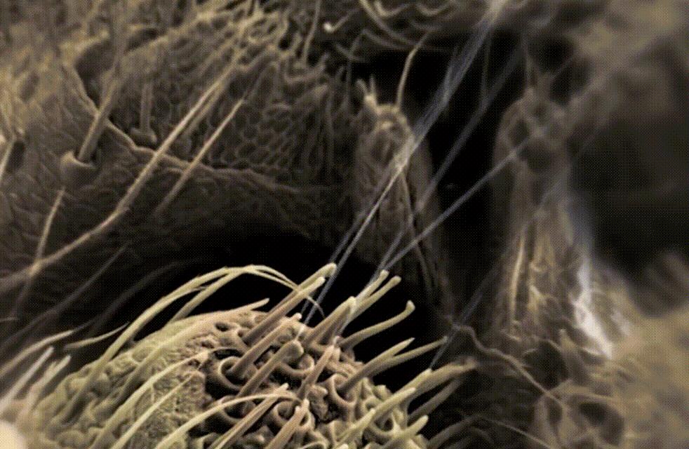 蜘蛛一次能产多少仔,蜘蛛一次可以吐几根丝