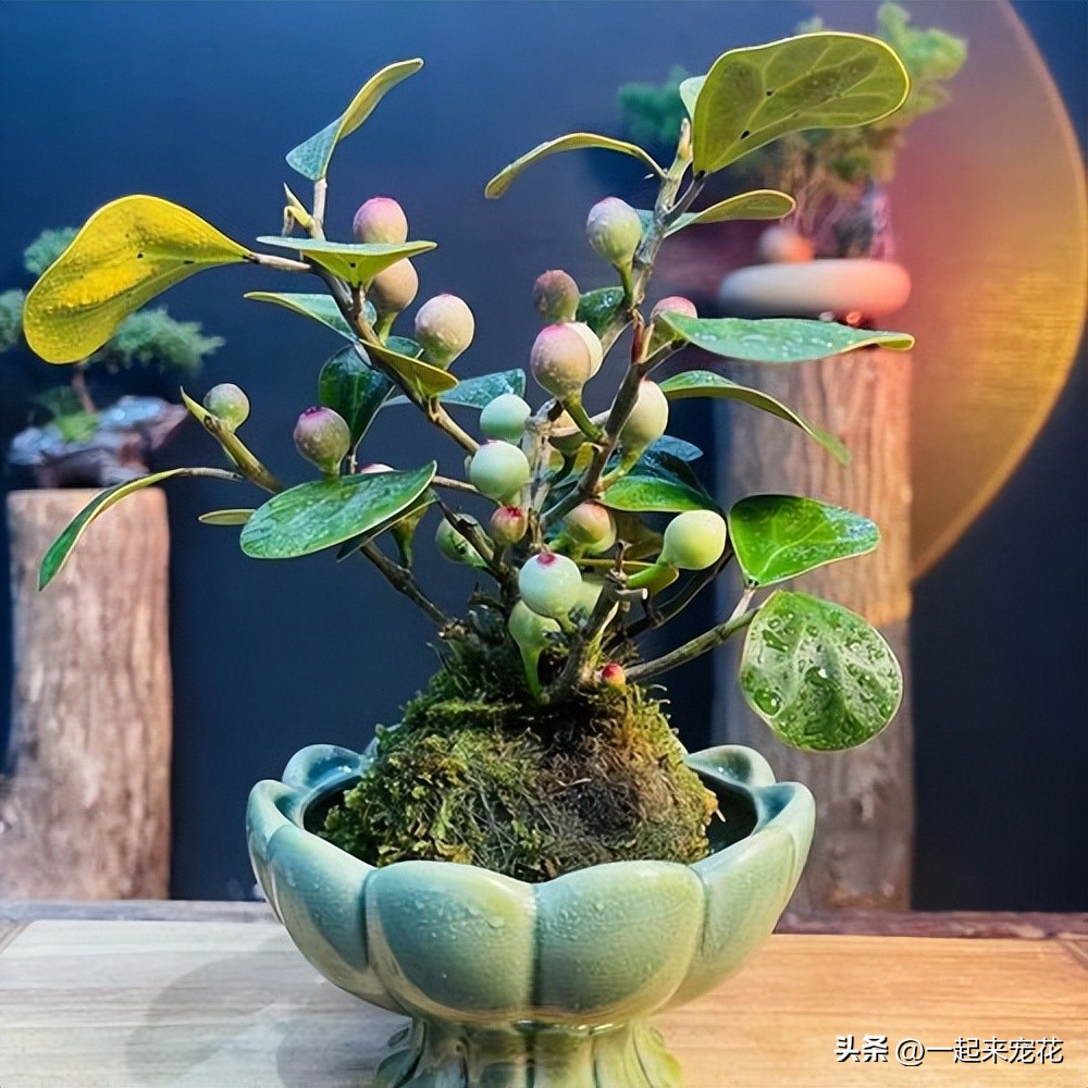 什么花开富贵最好养,花开富贵怎么养