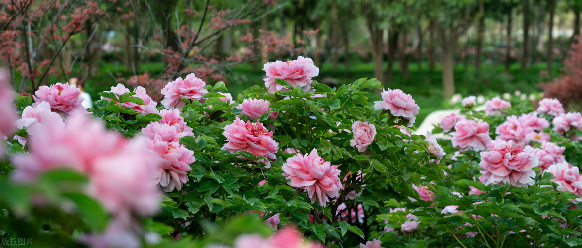 花开时节动京城的牡丹真国色,唯有牡丹真国色花开富贵动京城