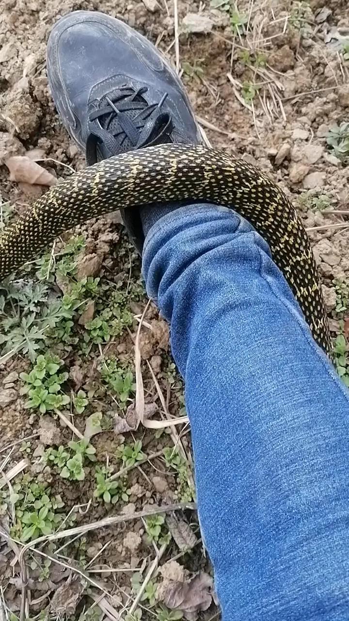 大王蛇属于小型蛇还是大型蛇,大王蛇为什么各种蛇都怕