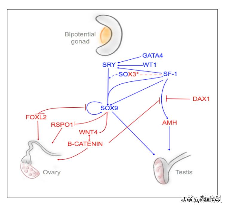 怀孕了第一胎宝宝会知道么,怀孕胎儿外貌什么时候确定