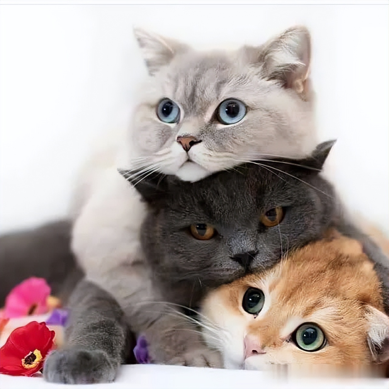 不管多有钱这几种猫不建议养,再有钱也不要养这五种猫