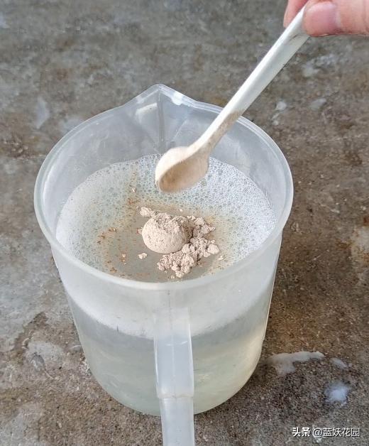 月季打药枯萎怎么办,月季出现了肥害怎么办